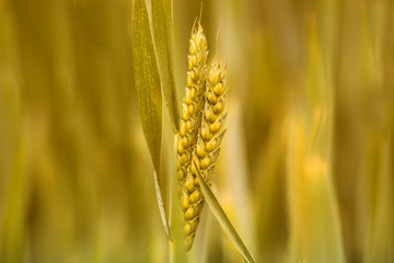 golden wheat ears