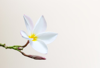 White plumeria flower