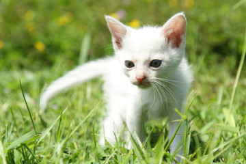 kitten in green grass
