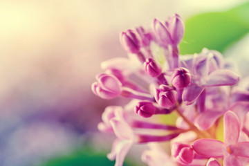 Purple spring lilac flowers blooming close-up