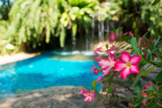 pink flowers near small waterfall in tropical pool