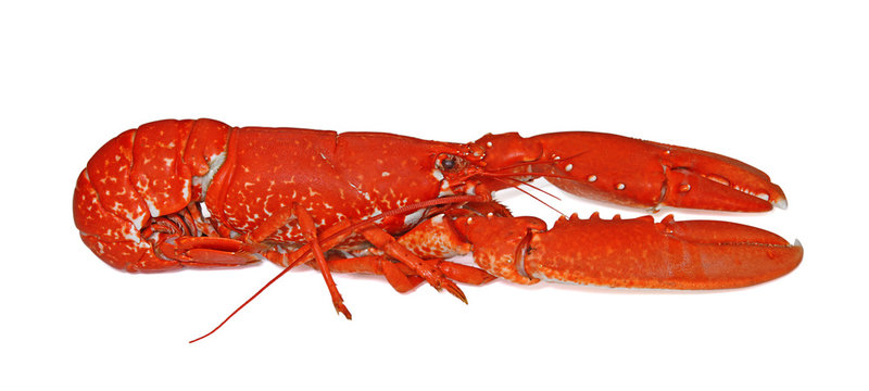 Homard cuit