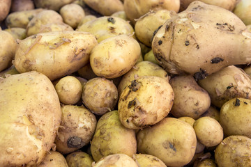 fresh potatoes / Display with fresh potatoes 