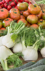 tomato and fennel / Display with fresh tomatoes and fennel 