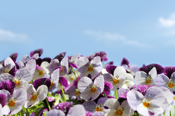Viola or pansy flowers and sky