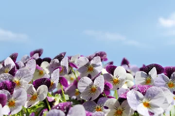 Photo sur Aluminium Pansies Viola or pansy flowers and sky
