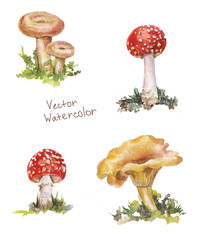 set mushroom watercolor: amanita, chanterelle, volnushki