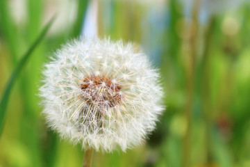 タンポポ　クローズアップ