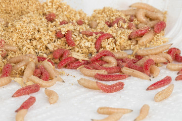 Fly maggots - Stock image macro.