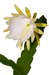 Cactus with white blossom, Epiphyllum hybrid, isolated