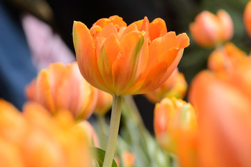 Beautiful bouquet of tulips, tulips in spring,colourful tulips.