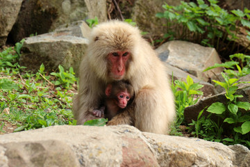ニホンザルの親子 - Mother and child of Japanese macaque