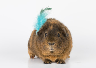 Guinea  Pig - Stock Image.