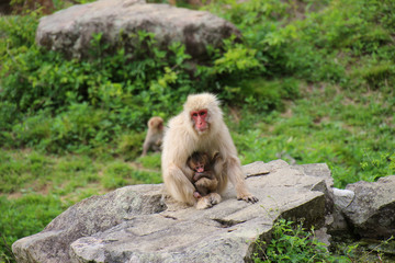 ニホンザルの親子 - Mother and child of Japanese macaque