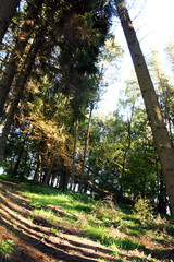 DreiecksWald