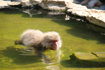 泳ぐニホンザル - Japanese macaque that swim