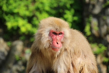 野生のニホンザル - Wild Japanese macaque