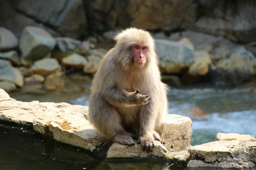 ニホンザル - Wild Japanese macaque