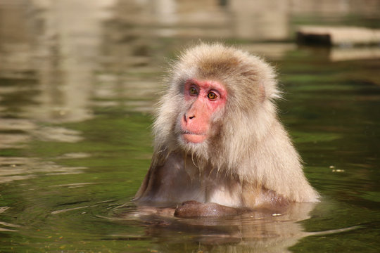 温泉につかるニホンザル - Wild Japanese macaque