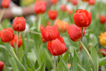 Fototapeta premium Beautiful bouquet of tulips, tulips in spring,colourful tulips.