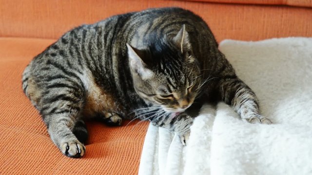 Cat grooming