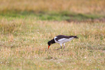 Obraz na płótnie Canvas Oystercatcher