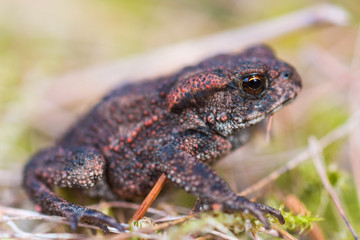 Common toad