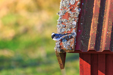 Wagtail on a roof