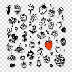 Berries collection, sketch for your design