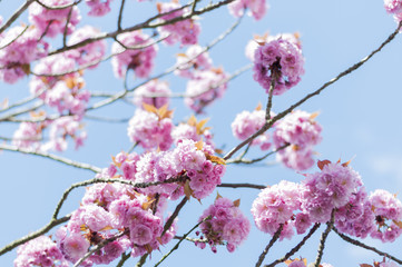 Fototapeta na wymiar Japanische Kirschbluete