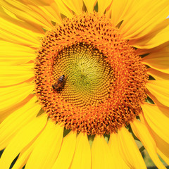 Closed up of sunflower