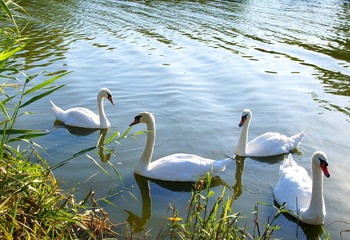 White swans on the Tabacarie Lake in Constanta, Romania.