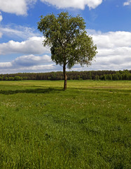 Fototapeta premium tree in the field 