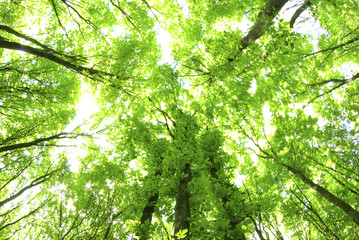 Obraz premium green leaves