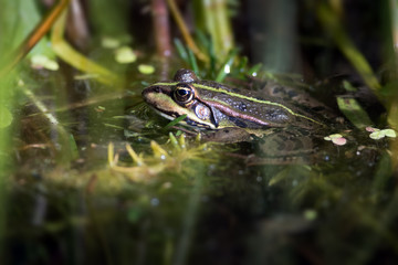 Teichfrosch