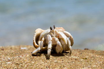  Crab