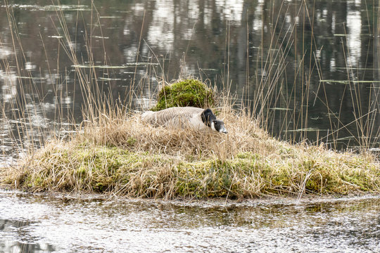 Barnacle Goose on a nest.