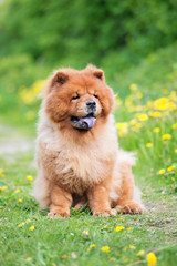Plakat chow chow dog sitting outdoors