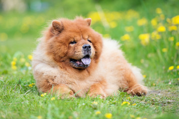 red chow chow dog lying down outdoors - obrazy, fototapety, plakaty