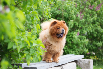 chow chow breed dog outdoors