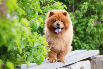 red chow chow dog standing on a bench - obrazy, fototapety, plakaty