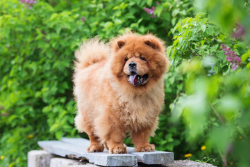 chow chow breed dog outdoors