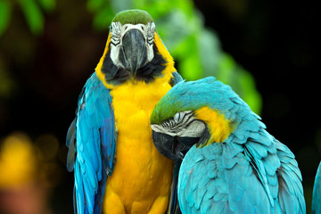  parrots