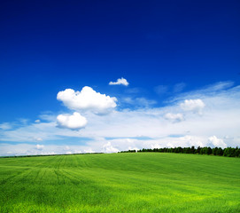 Fototapeta premium field