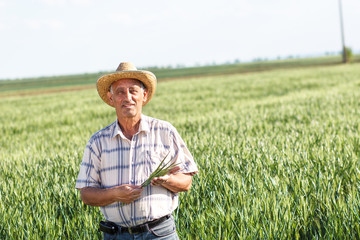 Portrait of senior farmer in a field examining crop