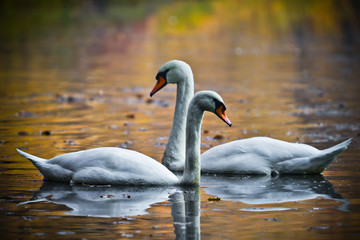 Two love swans.