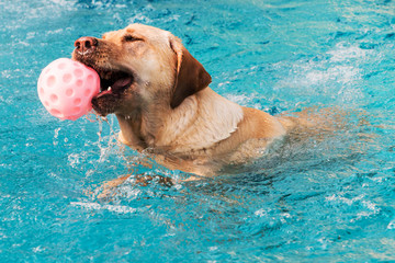 Labrador im Pool
