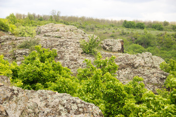 stones, moss, trees, natural texture, succulents