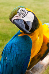 Curious macaw.