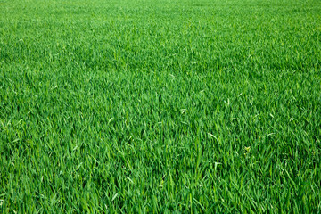 Fototapeta premium Green grass